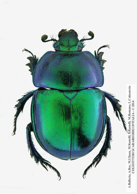 Trypocopris vernalis fauveli, femmina